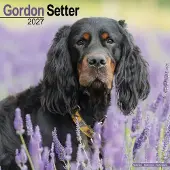 Avonside Publishing Ltd. Gordon Setter Kalender 2027