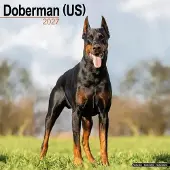 Avonside Publishing Ltd. Dobermann Kalender 2027