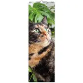 Allaluna Katzen Slimline Kalender 2027