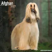 Avonside Publishing Ltd. Afghanischer Windhund Kalender 2027