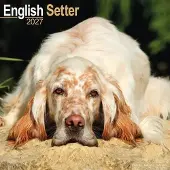 Avonside Publishing Ltd. Englischer Setter Kalender 2027