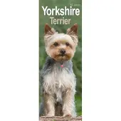 Avonside Publishing Ltd. Yorkshire Terrier Kalender 2027 Slimline
