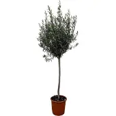 OEM Europäische Olivenbaum - 160cm - Ø24cm