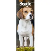 Avonside Publishing Ltd. Beagle Kalender 2027 Slimline