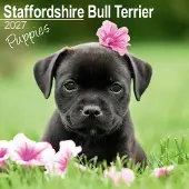 Avonside Publishing Ltd. Staffordshire Bull Terrier-Welpen Kalender 2027