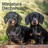 BrownTrout Miniatur-Dackel Kalender 2027