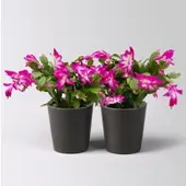 Pflanzen-Kölle Weihnachtskaktus, lila, mit Übertopf Dallas anthrazit, Topf-Ø 12 cm, 2 Pflanzen