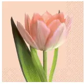 Stewo Isa rosa