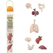 Safari Ltd Menschliche Organe Röhrenfigur