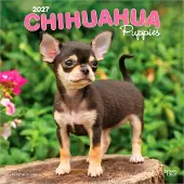 BrownTrout Chihuahua Welpen Kalender 2027