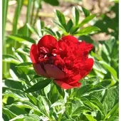 Die Nr-01.de Edel Pfingstrose Red Charm - Paeonia cultorum