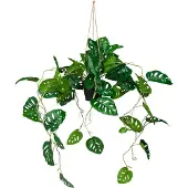 Hjh OFFICE Monstera Climb