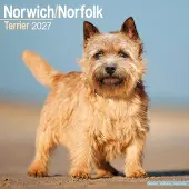 Avonside Publishing Ltd. Norwich- und Norfolk-Terrier Kalender 2027