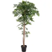 Europalms Ficus Longifolia