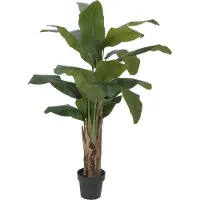 Europalms Bananenbaum