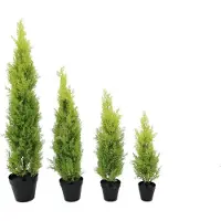 Europalms Zypresse