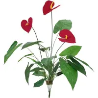 Europalms Anthurium