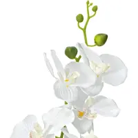 Europalms Orchidee