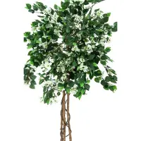 Europalms Bougainvillea