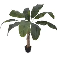 Europalms Bananenbaum