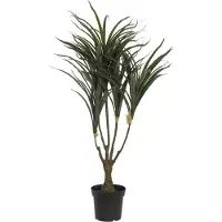 Europalms Dracena