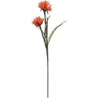 Europalms Dahlie (EVA)