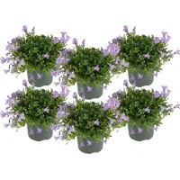 Herbie 6er-Set - Campanula Ambella Lavender - Glockenblume - Bodendecker - Gartenpflanzen - Winterhart - Tierfreundlich - 10-20 cm Hoch - Topf 10,5 cm