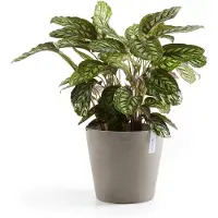 Ecopot's Blumentopf "Amsterdam", ØxH: 40x35 cm