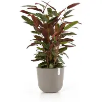 Ecopot's Blumentopf "Oslo 35 + Wassersystem Taupe", für innen und außen: frostsicher, bruchsicher und lichtbeständig
