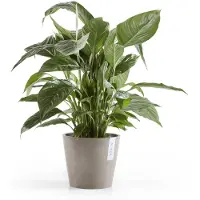 Ecopot's Blumentopf "Amsterdam", ØxH: 20x17,5 cm
