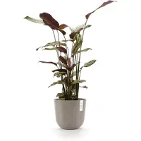 Ecopot's Blumentopf "Oslo 25 + Wassersystem Taupe", für innen und außen: frostsicher, bruchsicher und lichtbeständig