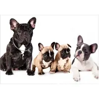 Kärkkäinen Fototapete French Dogs Schwarz/Weiß