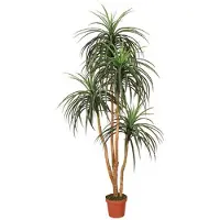 Intergard Kunstpflanzen Nolina 185cm