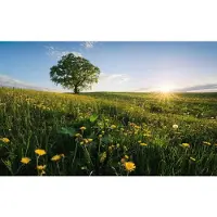 Komar Vliestapete "Digitaldruck Vlies - Frühling auf dem Land - Größe 450 x 280 cm" bedruckt glatt Wohnzimmer, Schlafzimmer