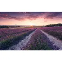 Overig Vliestapete "Digitaldruck Vlies - Lavender Dream - Größe 450 x 280 cm" bedruckt glatt Wohnzimmer, Schlafzimmer