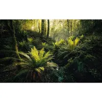 Overig Vliestapete "Digitaldruck Vlies - Fjordland Woods - Größe 450 x 280 cm" bedruckt glatt Wohnzimmer, Schlafzimmer