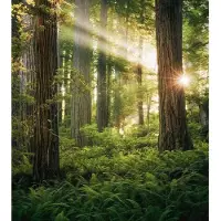 Overig Vliestapete "Digitaldruck Vlies - Goblins Woods - Größe 250 x 280 cm" bedruckt glatt Wohnzimmer, Schlafzimmer