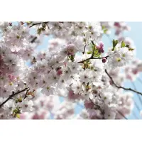 Komar Fototapete "Spring - Größe 368 x 254 cm" bedruckt glatt Wohnzimmer, Schlafzimmer