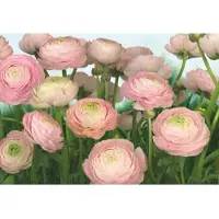 Overig Fototapete "Gentle Rosé - Größe 368 x 254 cm" bedruckt glatt Wohnzimmer, Schlafzimmer