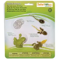 Safari Ltd 269129 Der Lebenszyklus eines Frosches