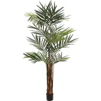 Europalms Kentia Palme