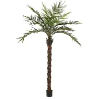 Europalms Kentia Palme deluxe