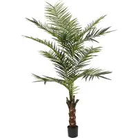 Europalms Kentia Palme