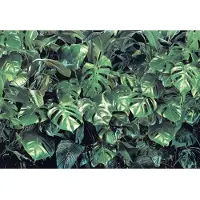 Komar Fototapete "Verdure - Größe 368 x 254 cm" bedruckt glatt Wohnzimmer, Schlafzimmer