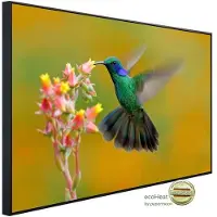 Papermoon Infrarotheizung »EcoHeat - Kolibri Colibri Thalassinus«, Matt-Effekt - bunt