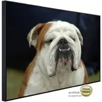 Papermoon Infrarotheizung »EcoHeat - Englisches Bulldoggenporträt«, Matt-Effekt - bunt