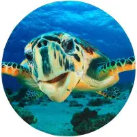 Sanilo Badteppich, blau, Polyester, mit Schildkröte