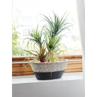 Klingel Dracena Grün