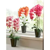 Klingel Orchidee im Topf Orange