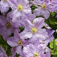 Hello Plants Waldrebe 'Blekitny Aniol' Clematis 50 bis 60 cm im Container Hellblaue Blüten